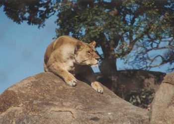 Lion stalking Prey - Grant Charsley