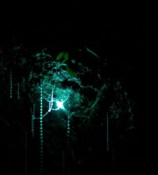 Glow Worm Caves, Waitomo