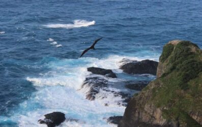 Bird life on Norfolk Island
