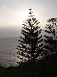 The famous Norfolk Pine growing on Norfolk Island