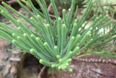 Norfolk Pine, Norfolk Island